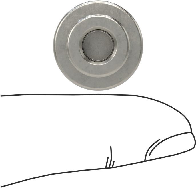 303 Paslanmaz Çelik Tırtıllı Düğme, 1/4“ Çapında Dişsiz Delik ve 3/4” Baş Çapı ile