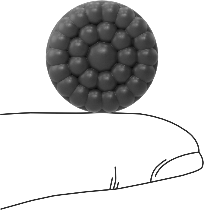 Yastıklı Katı Yüzeyli Tutucu, Durometre 80A, 3/4“ Çap x 1/2” Yükseklik
