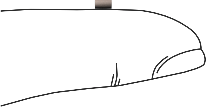 PEEK Pim, 1/16" Çap, 1/8" Uzunluk